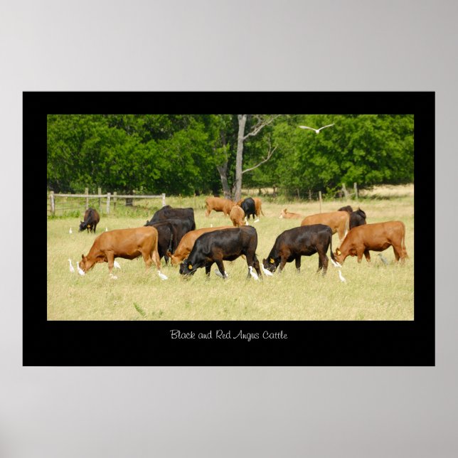 Poster de Angus Cattle (Frente)