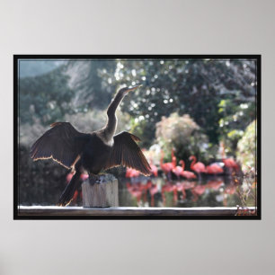 Poster de anhinga para secagem -60x40 - outros tam