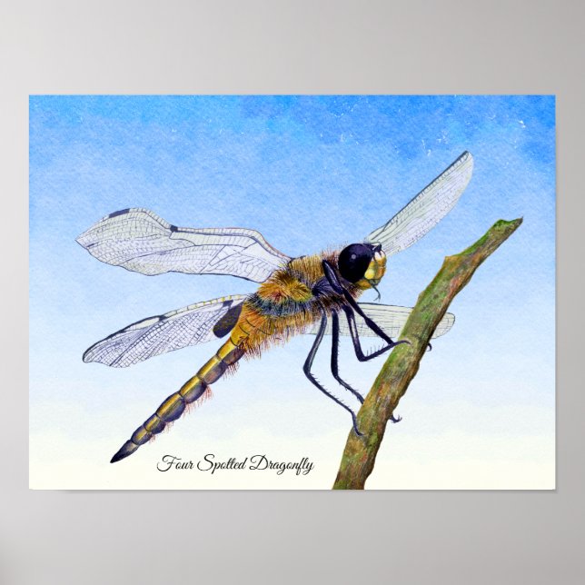 Poster de Aquarela de Dragonfly Chaser de Quatro P (Frente)