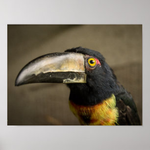 Poster de Aracari