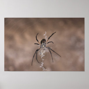 Poster de aranha