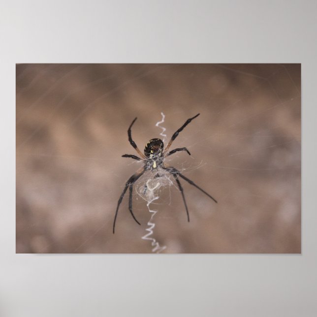 Poster de aranha (Frente)
