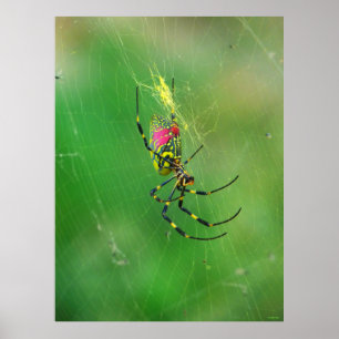 Poster de Aranha de Ouro Orb Weaver