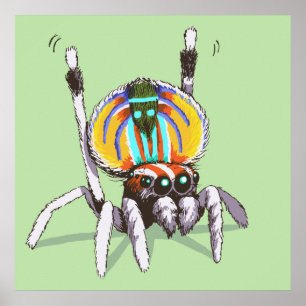 Poster de Aranha-Pavão-Pavão-Coca-Colorida Bonita