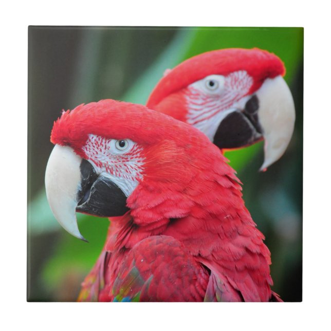 Poster de arara-arara-dourada (Frente)