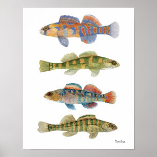 Poster de Arte água fresca Darters