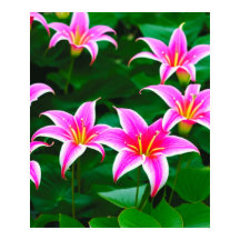 Poster de Arte AI dos Lírios Lily