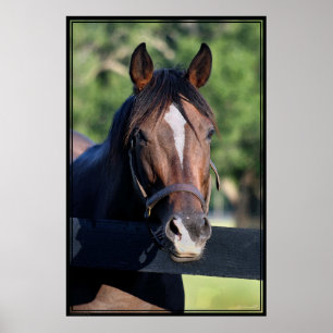Poster de Arte Amiga do Cavalo - 40x60- clique par