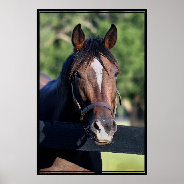 Poster de Arte Amiga do Cavalo - 40x60- clique par (Frente)