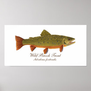 Poster de Arte Brook Trout