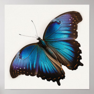 Pôster de Arte da Borboleta Morfo Azul