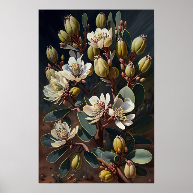 Pôster de Arte da Flor de Jojoba Branca  (Frente)