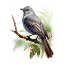 Poster de Arte de Aves Catbird