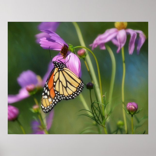 Pôster de Arte de Borboleta Monarca e Flores de Co (Frente)