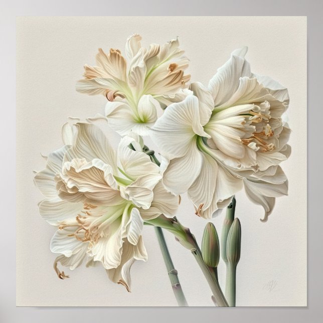 Pôster de Arte de Flor de Amarilis Branca (Frente)