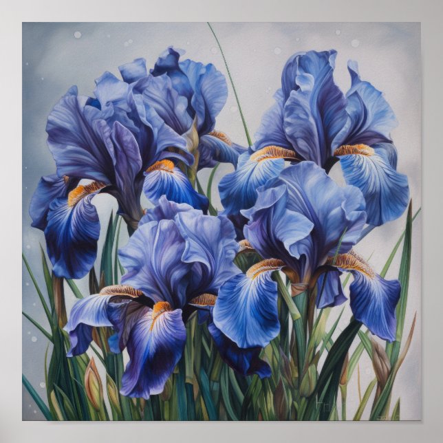 Pôster de Arte de Flor de Íris Azul (Frente)