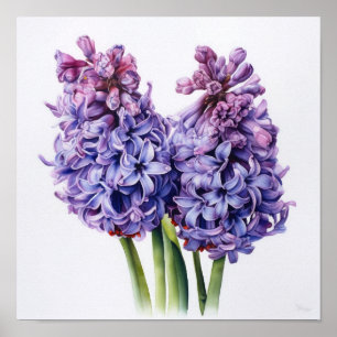 Pôster de Arte de Flor de Jacinto Roxo