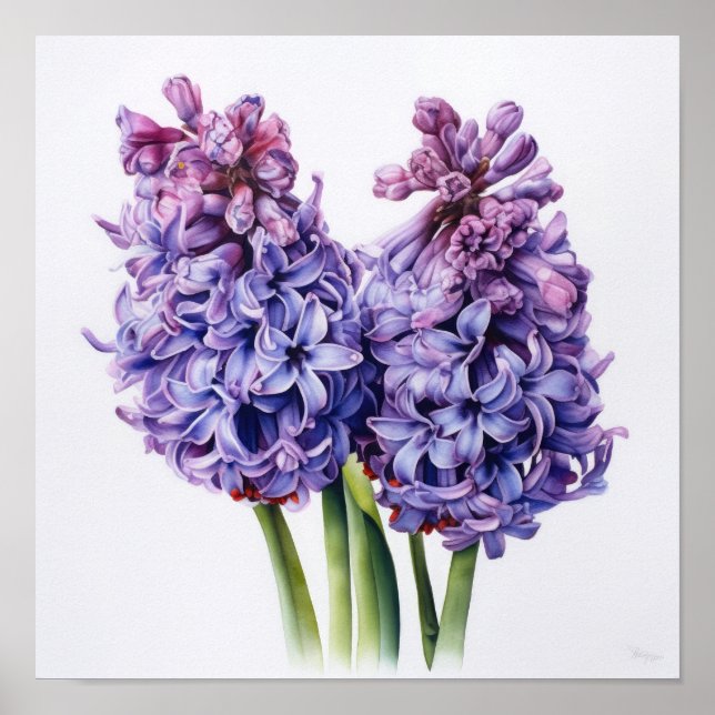 Pôster de Arte de Flor de Jacinto Roxo (Frente)