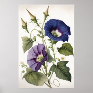 Pôster de Arte de Flores de Ipomoea Roxa