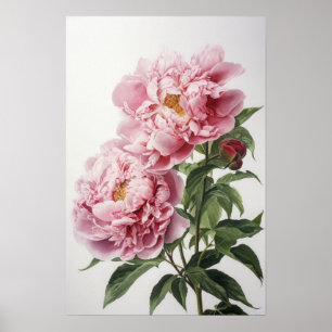 Pôster de Arte de Impressão de Peônias Cor-de-Rosa