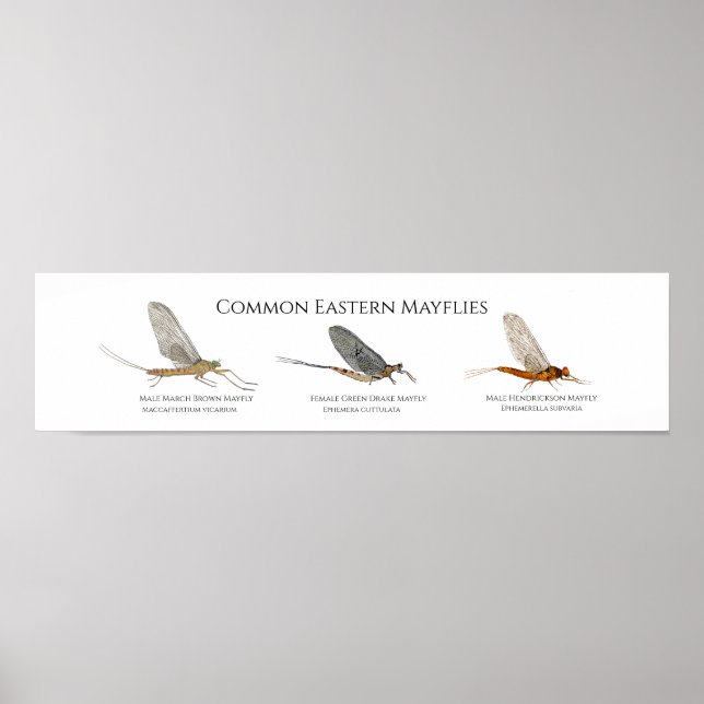 Poster de arte de Mayfly na costa leste (Frente)