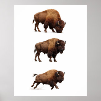 Pôster de Arte de Parede de Bisão Selvagem