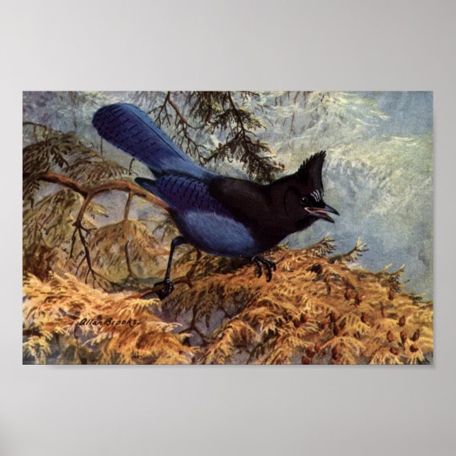 Poster de Arte de Pássaro Jay do Vintage Steller (Frente)