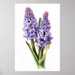 Poster de Arte Flor de lavanda Hyacinne