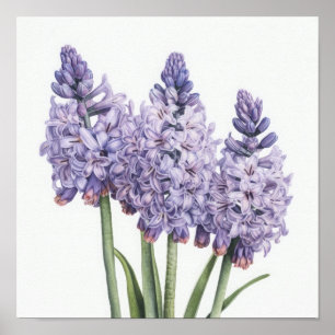 Poster de Arte Flor de lavanda Hyacinne