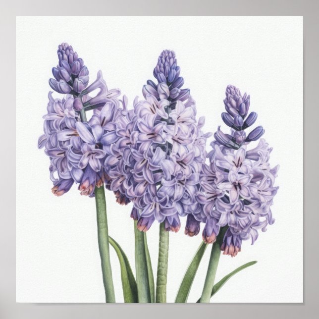 Poster de Arte Flor de lavanda Hyacinne (Frente)