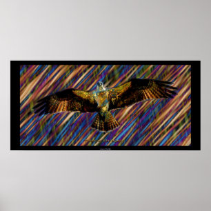 Poster de Arte Moderna do Raptor OSPREY Voador