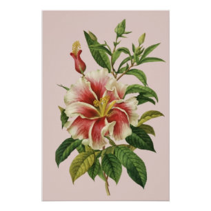 Pôster de Arte Moderna Flor Botânica Vintage II