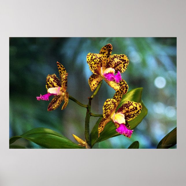 Poster de Arte Orquídea Cattleya - 60x40 - ou meno (Frente)