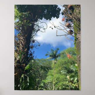 Poster de Árvore de Coco