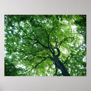 Poster de árvore de faia