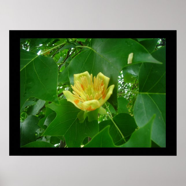 Poster de Árvore Tulip (Frente)