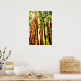 Poster de Árvores de Sequoia Sunny (Glossy)