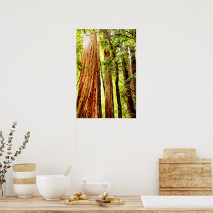 Poster de Árvores de Sequoia Sunny (Glossy)