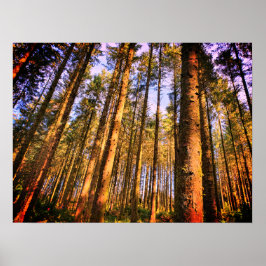 Poster de árvores florestais
