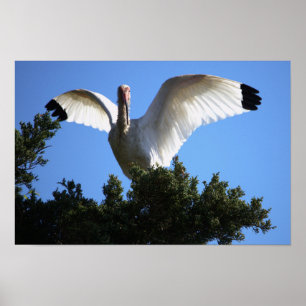 Poster de Asas de Propagação de Ibis Brancos