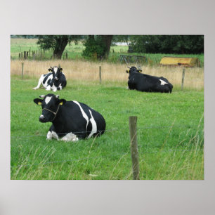 Poster de assento da foto de três vacas
