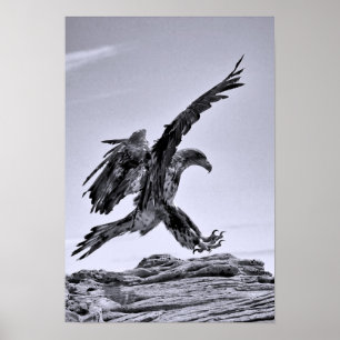 Poster de Aterrissagem Juvenile Bald Eagle