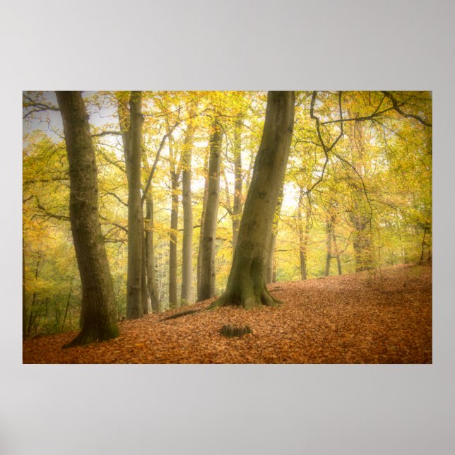 Poster de Autumn Woodland (4358) (Frente)