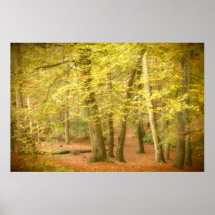 Poster de Autumn Woodland (4364)