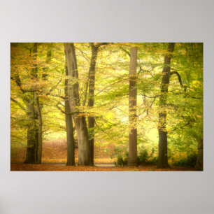 Poster de Autumn Woodland (4391)