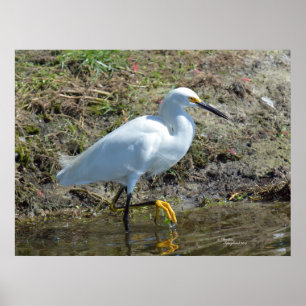 Poster de ave Egret branco gracioso