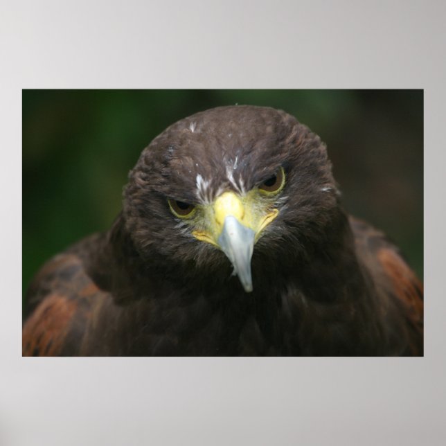 Poster de aves 13 (Frente)