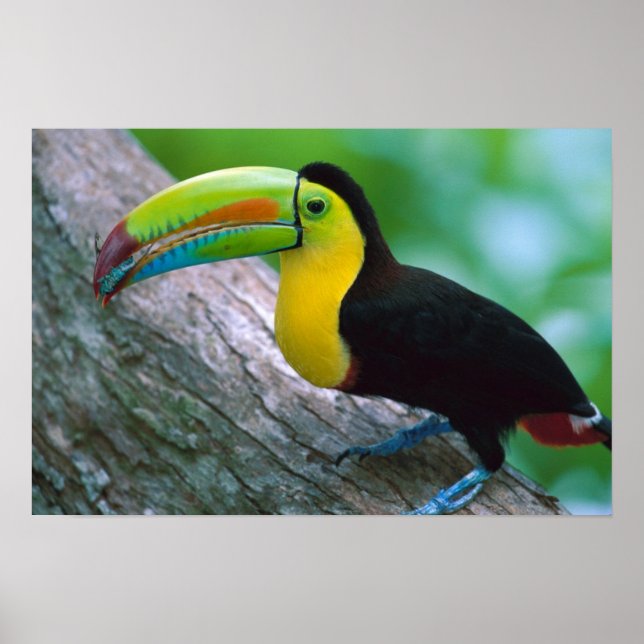 Poster de aves 16 (Frente)