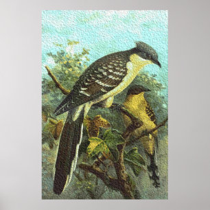 Poster de Aves Cuckoo excelente