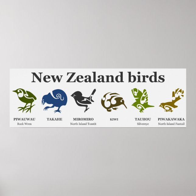 Poster de aves da Nova Zelândia (Frente)